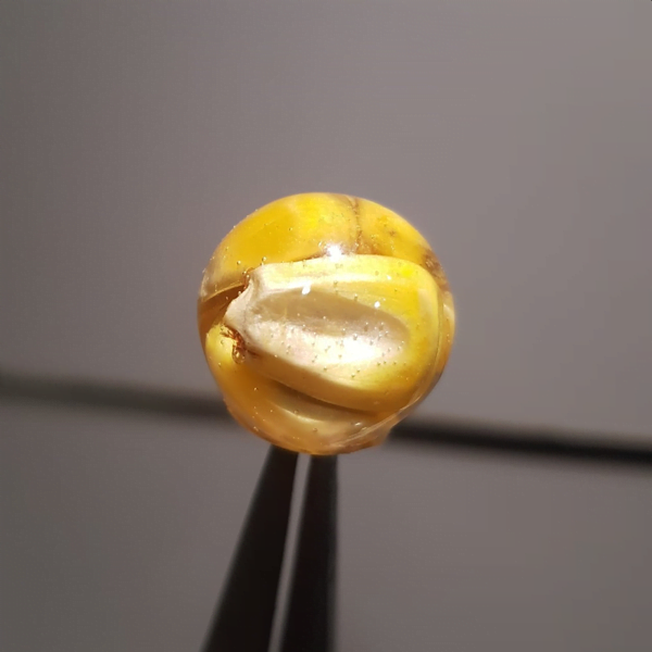 INFINITY-BAITS-MAIZ-1