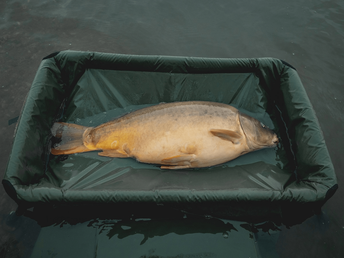 GIANTS MOQUETA VERDE 6