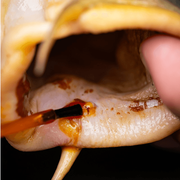 PRO ELITE MEDI CARP 2