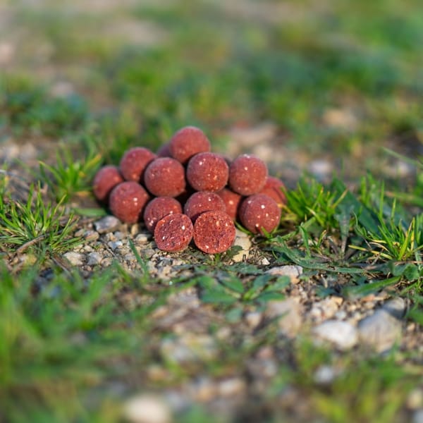 Tactica Baits Squidy Boilies 20mm 1kg
